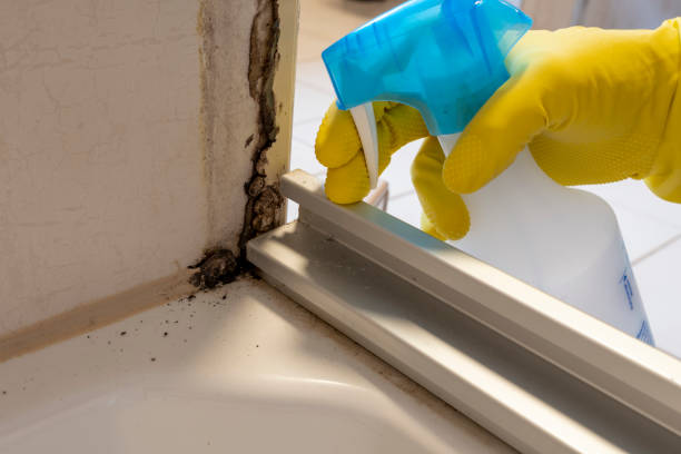 Best Commercial Mold Remediation in USA